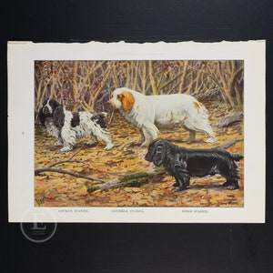 1919   SPANIELS:  Cocker, Clumber and Field  - Original vintage lithography from The Book of the Dogs - Dog wall decor