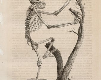 Skelet van een volwassen orang-oetan uit 1855 - Originele handgekleurde lithografie uit Paul Gervais' Natural History of Mammals