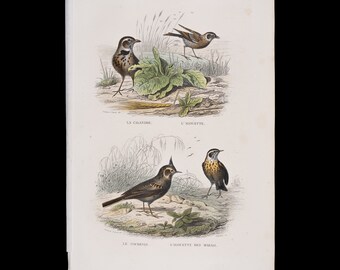 The corn bunting, the lark, the cochevis, the marsh lark / Hand-colored plate from "Ouvres Complete de Buffon" 1866