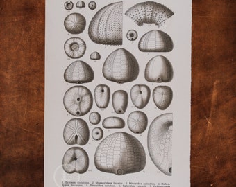 ANCIENT FOSSILS: Echinus, Stomechinus, Discoidea, Holec, Galerites, Echinoconus, Pyrina, Dysaster  - Original Lithography of Fossils ca 1910