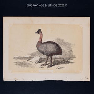 1851 THE CASSOWARY – Antique Lithograph – Original The Natural History of the Sacred Scriptures, and Guide to General Zoology