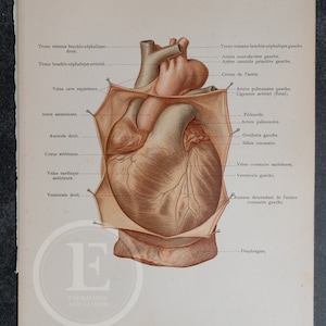 The heart viewed from the front, with the  pericardium incised - Human Anatomy - Topographic Anatomy Book 1905 - Rare Lithography