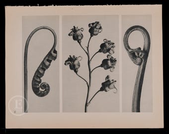 ORIGINAL PHOTOGRAVURE BOTANICAL -  Common Polypody - Willkomm&#39;s Saxifrage   by Karl Blossfeldt from 1935 -  printed on both sides