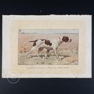 May include: A vintage illustration of a white and brown pointer dog, walking in a field. The dog is wearing a red collar and is looking to the right. The caption below the image reads "FARAUD, POINTER du CHENIL du CHASSEUR FRANCAIS".