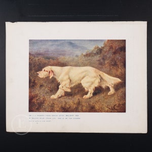 1912 ENGLISH SETTER DOG  - Original vintage lithography from The Book of the Dogs - Dog wall decor