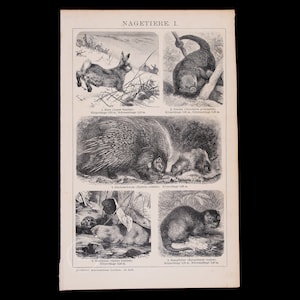 Peut inclure: Illustrations en noir et blanc de différents animaux, dont un lièvre, un porc-épic, un castor et une belette. Les illustrations proviennent d'un livre vintage sur les animaux.