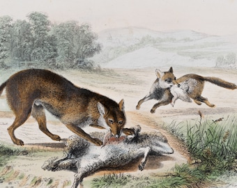 The wolf and the fox / Hand-colored plate from "Ouvres Complete de Buffon" 1866