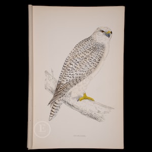 May include: A detailed illustration of a white and gray falcon perched on a branch. The bird has a yellow beak and talons. The image is labeled "JBI.-FALCON."