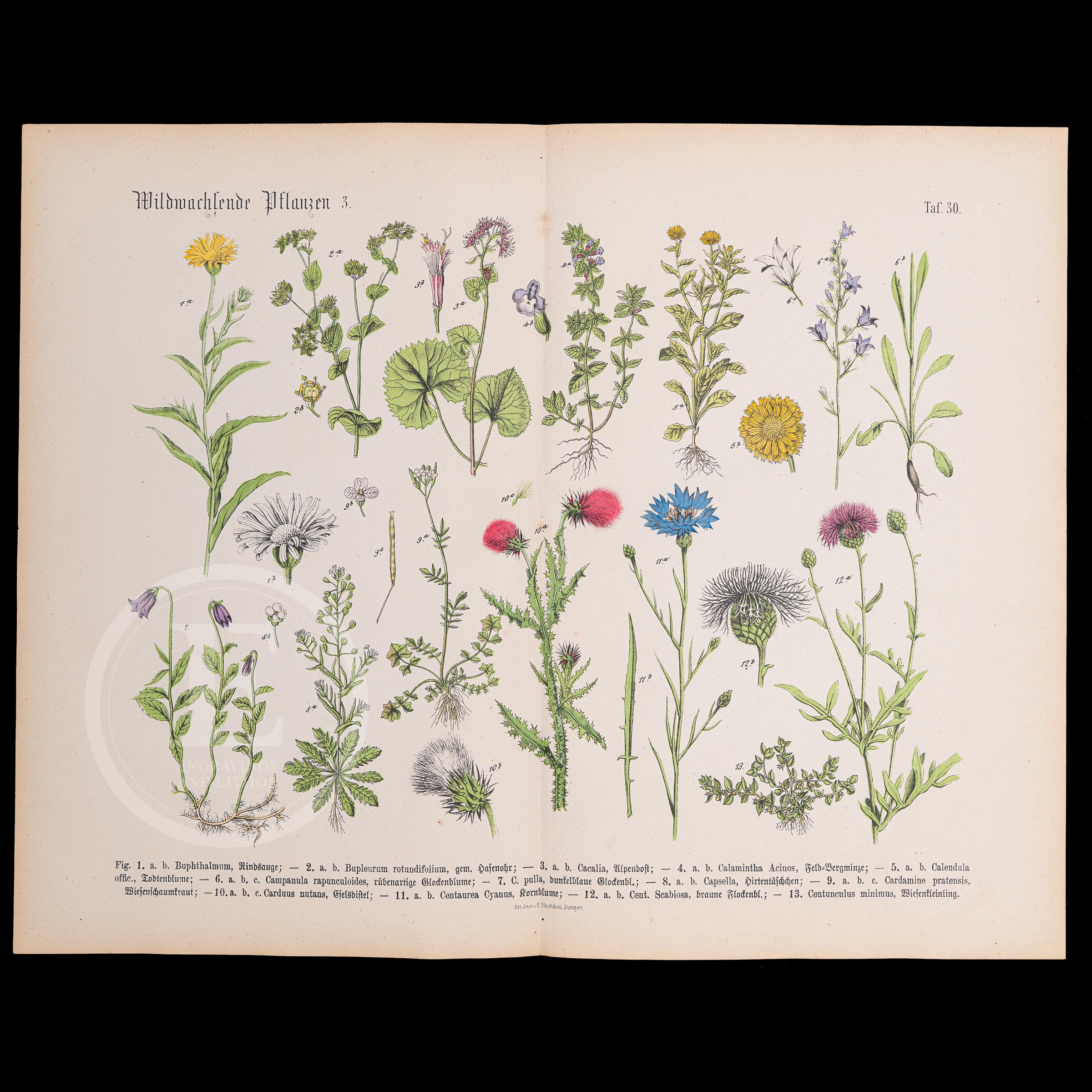 THE WILD PLANTS 3 - Original Print Out of the Book 
