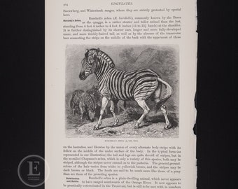 BURCHELL'S ZEBRA - Original black and white lithography from The Royal Natural History 1896