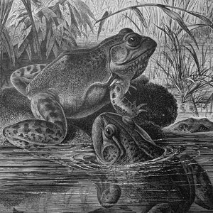May include: A black and white illustration of three frogs in a pond. One frog is sitting on a rock, while the other two are in the water. The frog on the rock has its mouth open, as if it is about to croak.