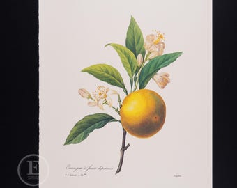 ORANGENFRÜCHTE - Blumen und Früchte von Pierre Redoute - Vintage Edition 1980