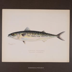 May include: A detailed illustration of a Common Mackerel (Scomber scombrus) fish. The fish is depicted in shades of silver, yellow, and black, with a distinctive striped pattern along its back. The artwork includes the fish's name and the artist's signature.
