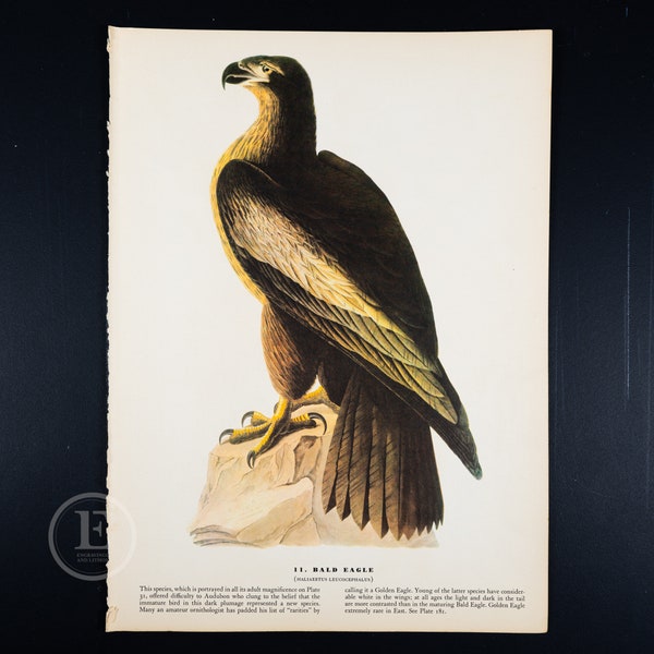 BALD EAGLE - Vintage print from "John James Audubon Birds of America" 1941 Edition