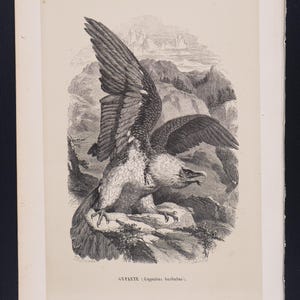 May include: A detailed black and white engraving of a bearded vulture with outstretched wings, perched on a rocky outcrop. The background features a mountainous landscape. The text "GYPAETE (Gypaëtus barbatus)." is visible.