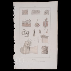 May include: A vintage scientific illustration depicting various anatomical structures, including cross-sections of skin, muscle, and tissue. The image is in black and white with hand-painted details. The text at the bottom reads "Physiologie."