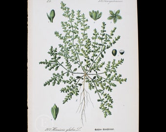 1886 RUPTUREWORT  - Rare/Original from Flora of Germany, Austria and Switzerland - Scarce!