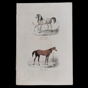 1877  Arabian HORSE and English MARE - Hand-Colored Steel Engraving from “Opere complete di Buffon” - Scarce Italian Edition!