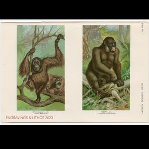 ORANGUTAN and GORILLA - Original plate Lithography from a 1895 book,
