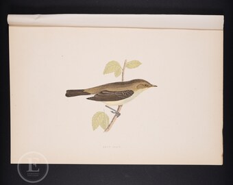 1901 | チフチャフプリント | アンティークオリジナルカラーリトグラフ