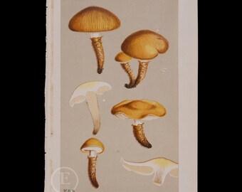 A Plain and Easy Account of British Fungi by M. C. Cooke (1898) - Etsy