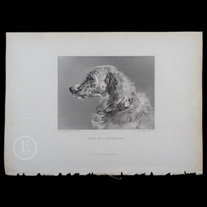 1877  DEERHOUND DOG / Head of a Deerhound - Original Steel Engraving by Sir Edwin Landseer - London / Stunning piece!