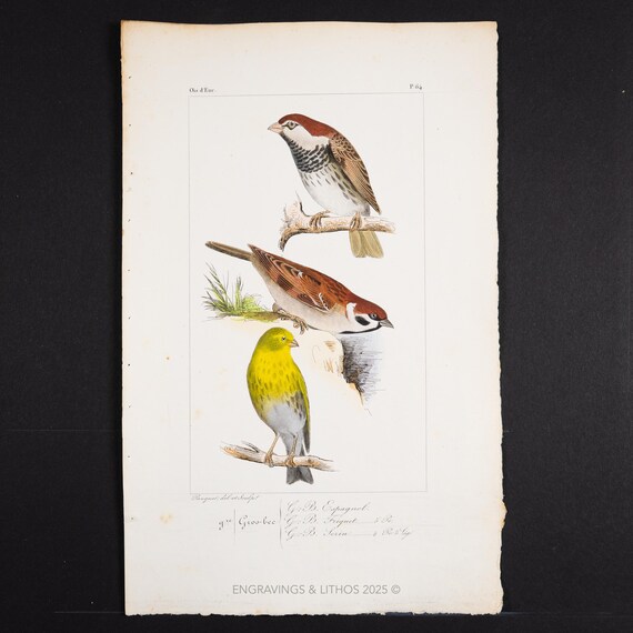 スズメの手彩色版画：1867年 ルメール鳥類学版画 - Etsy 日本