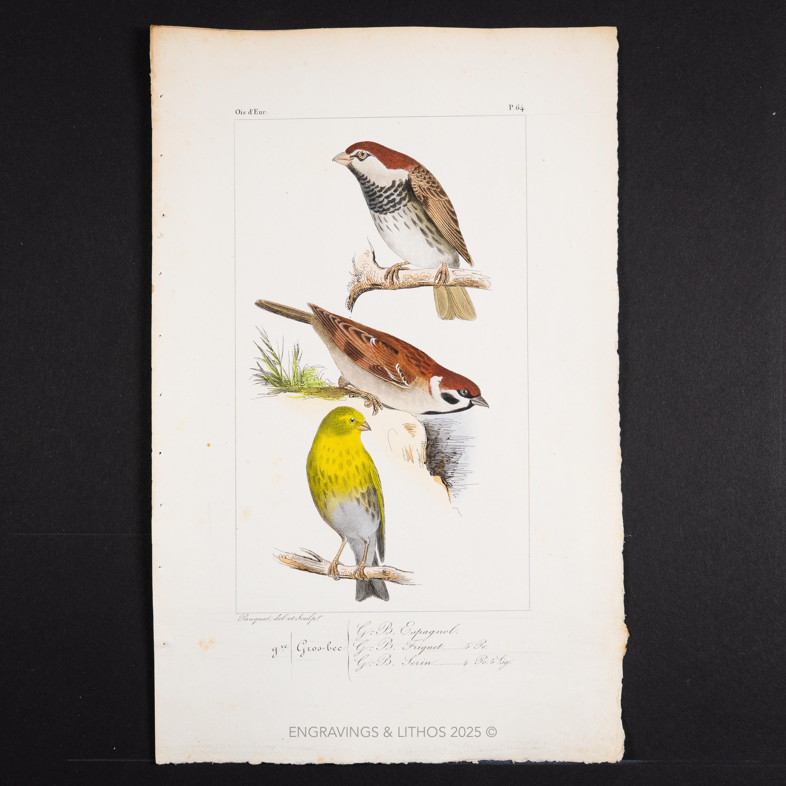 スズメの手彩色版画：1867年 ルメール鳥類学版画 - Etsy 日本