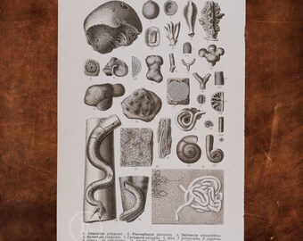 ANCIENT FOSSILS:  Chaetetes, Porosphaera, Defrancia, Ceropora, Cellepora, Serpula, Eschara ,    - Original Lithography of Fossils ca 1910