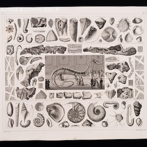 1849 DINOSAURIER KNOCHEN und FOSSILIEN – Antike Gravur – Originaler deutscher Enzyklopädie Druck, Meerestiere, viktorianisches Dekor - Knapp!