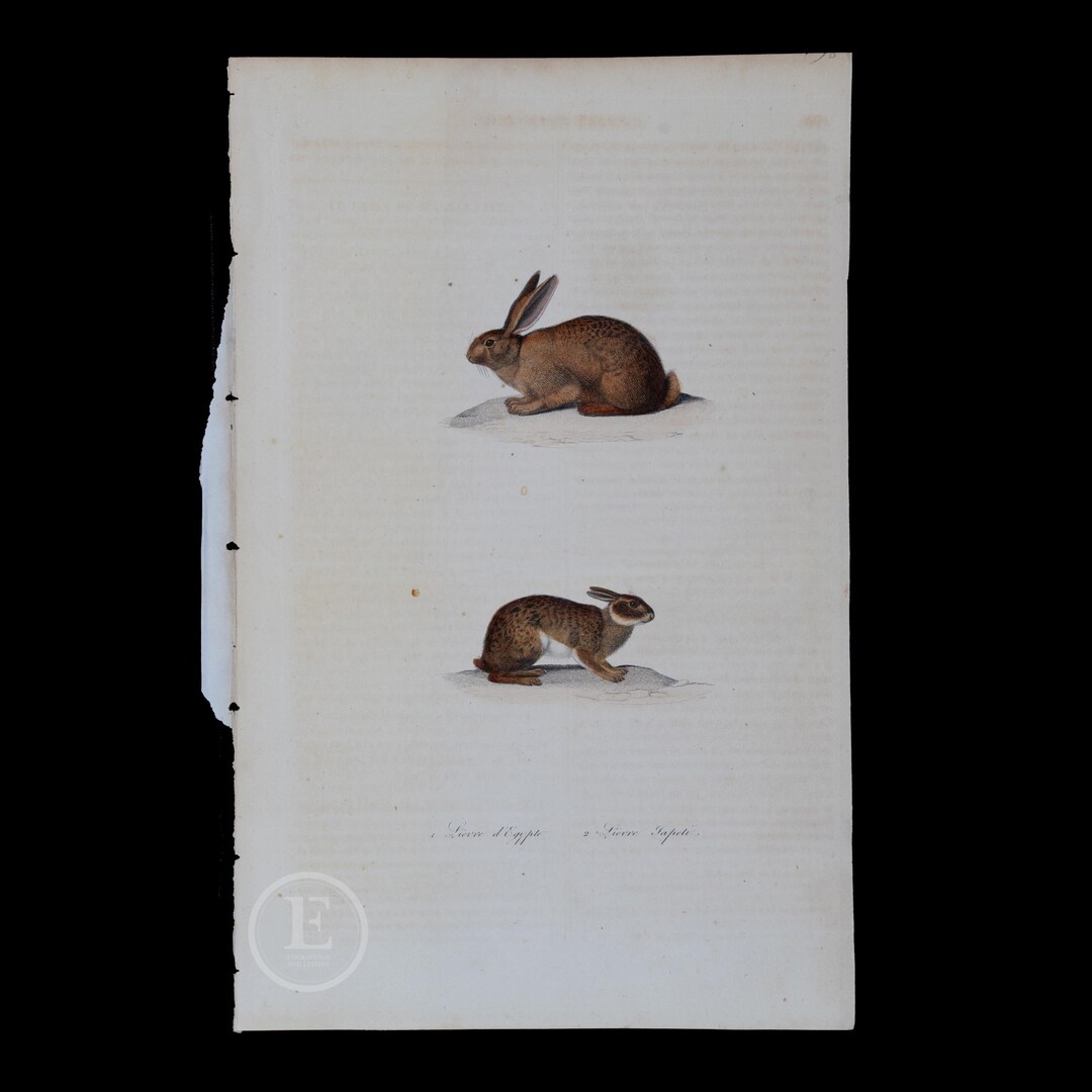 1840 Egyptian HARE /TAPETI RABBIT Hand-colored Steel Engraving With Gum ...