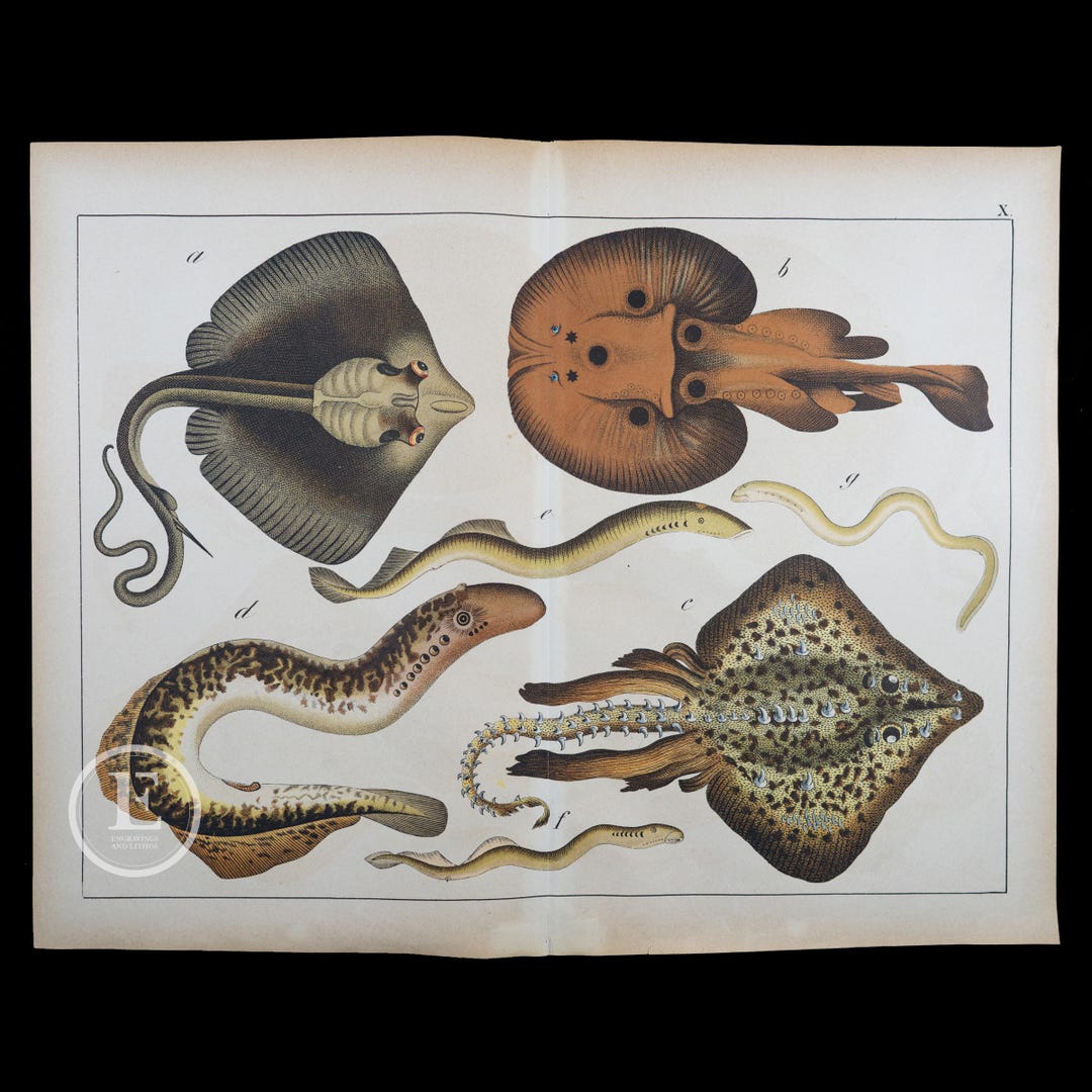 1872 FISH: RAYS and LAMPREYS - Original Lithograph From Natural History ...