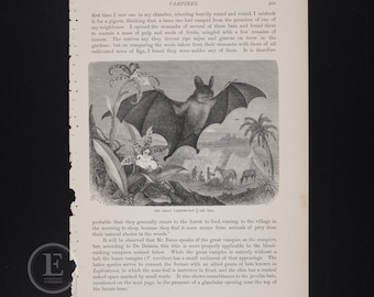 1896 Vampire Bat Print: Vintage Wildlife Art - Original Lithograph - Fall gift - Halloween decor - Gothic Style