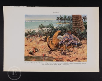 A scene in Tahiti: The robber crab (Birgus latro) eating a coconut is an original color lithograph circa 1935