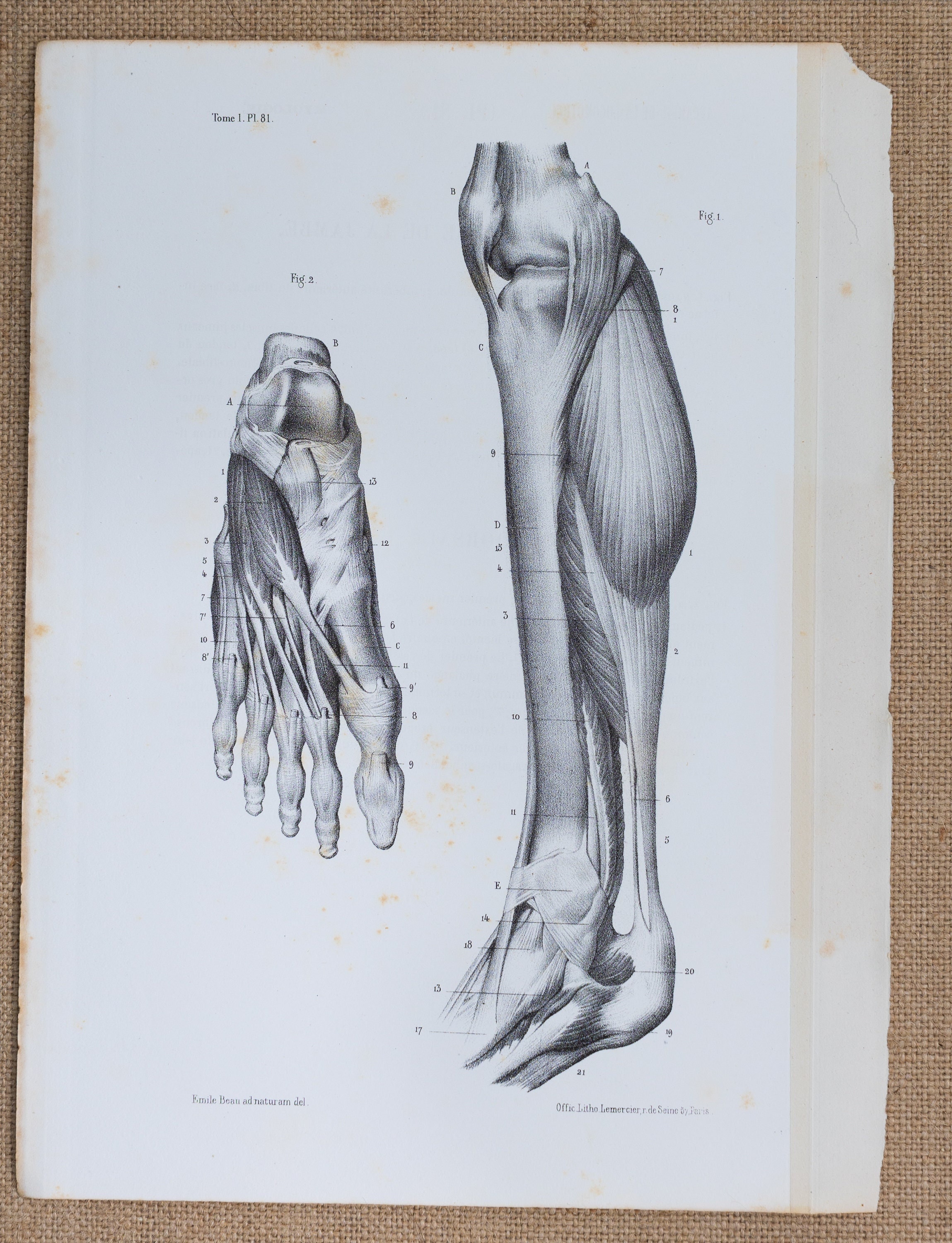 Internal Legs Internal Leg and Dorsal Foot Muscles - RARE ORIGINAL PRINT From Atlas D ...