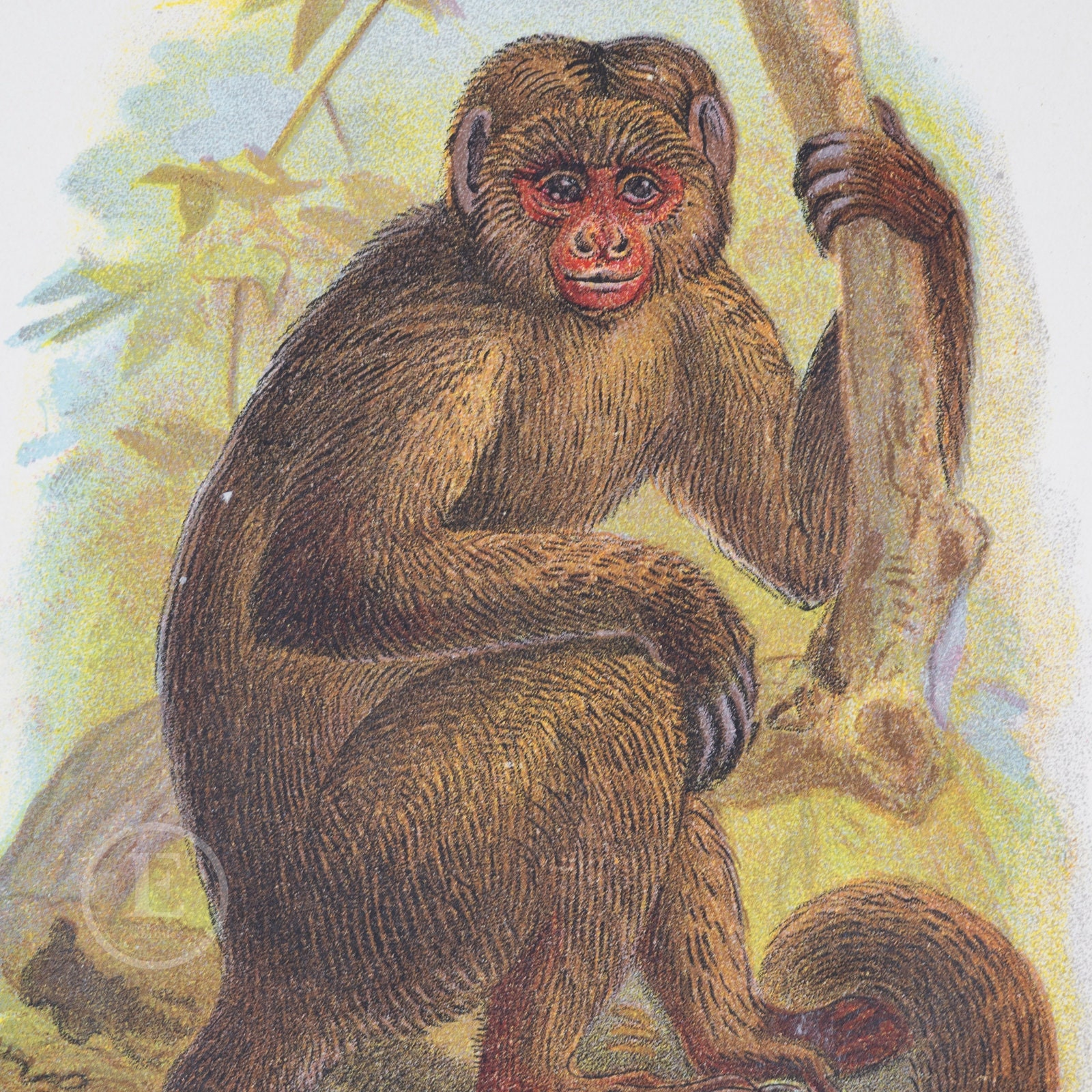 The Bonnetted Capuchin - Original Chromolithograph Published 1894-97 ...