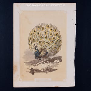 1851 THE PEACOCK – Antique Lithograph – Original The Natural History of the Sacred Scriptures, and Guide to General Zoology