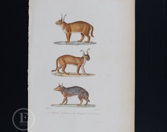 JACKAL, CARACAL and Bengal Caracal / Authentic steel engraving from Oeuvres Completes de Buffon 1837 - Hand colored and very rare!