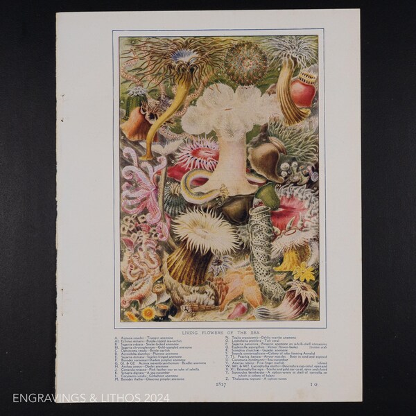 1911 - FIORI VIVENTI del MARE - Pagina originale da un libro di storia naturale