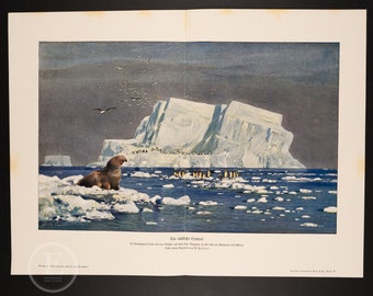 Offset Lithography of Iceberg in Antarctica . Penguins Walrus  . "Weltall und Menschheit" 1904