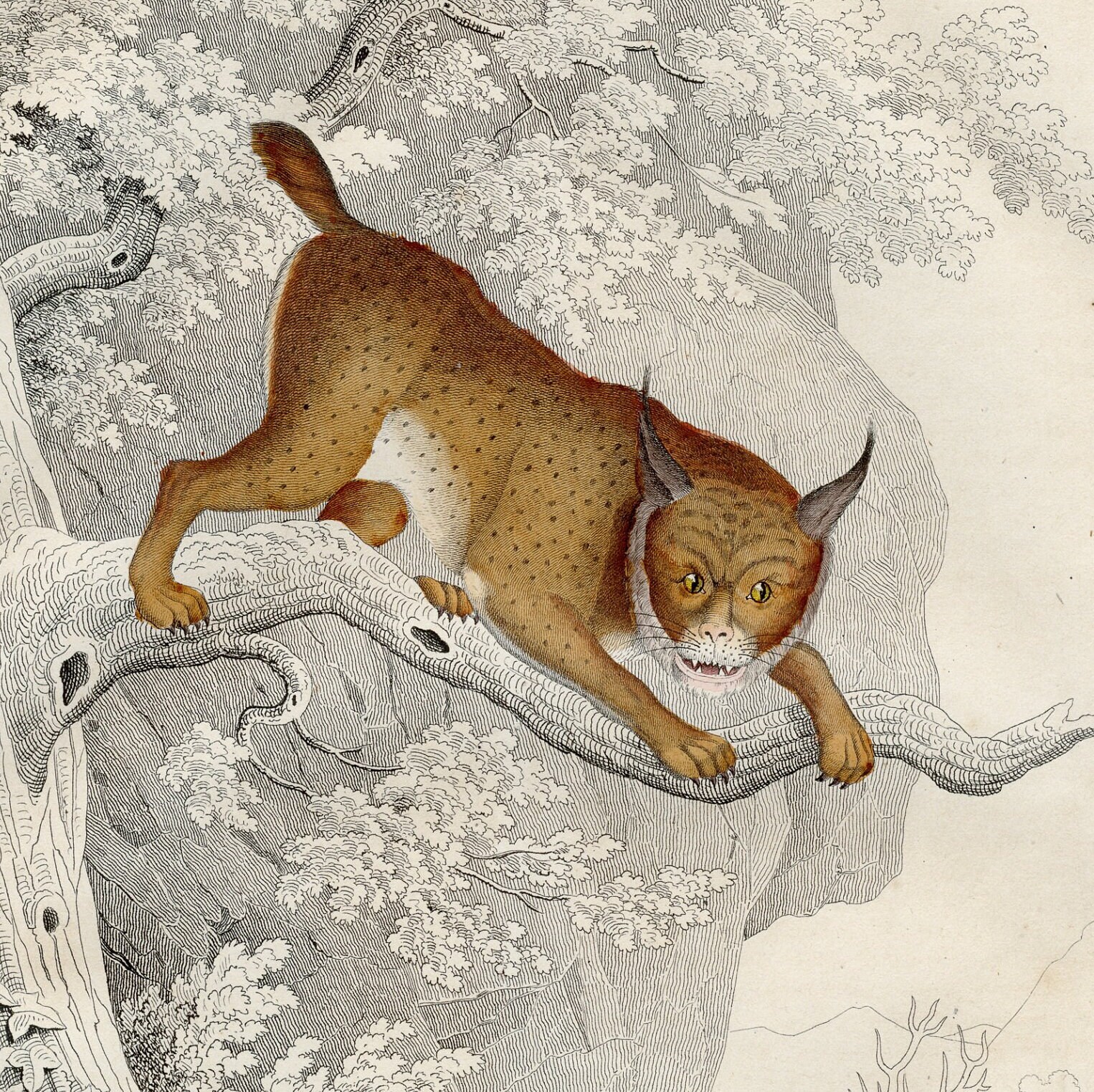 彫刻木製フレーム「WILDCAT」猫版画 【公式通販】