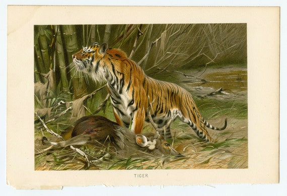 BENGAL TIGER. Line engraving, 19th century available as Framed Prints,  Photos, Wall Art and Photo Gifts