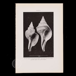 May include: Two large seashells, one with a pointed spire and the other with a more rounded shape. The shells are white and have a textured surface. The text "PLATE: 36" is printed at the top of the image. The text "The two largest of the gastropod shells. Left, horse conch (Fasciolaria gigantea); right, Fusus proboscidiferus" is printed at the bottom of the image.