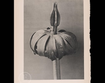 ORIGINAL PHOTOGRAVURE BOTANICAL -   Winter Aconite - Dandelion  by Karl Blossfeldt from 1935 -  printed on both sides