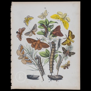 Puede incluir: Una ilustración vintage de varias polillas y orugas. La imagen presenta una variedad de colores, incluyendo amarillo, marrón, naranja y blanco. Las polillas se representan en varias etapas de desarrollo, desde larvas hasta adultas. La imagen está etiquetada con números y letras, indicando las diferentes especies de polillas y orugas.