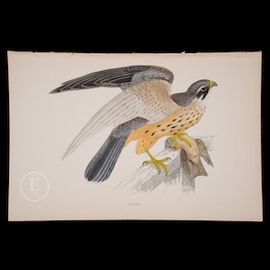 HOBBY  - British Birds - Original colored engraving 1856, ornithology authentic plate!