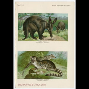 LION and CHEETAH   - Original plate Lithography from a 1895 book,