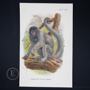 Humboldt's Woolly Monkey - Original Chromolithograph Published 1894-97, London for "Lloyds's Natural History" Lithographed by Wyman & Sons