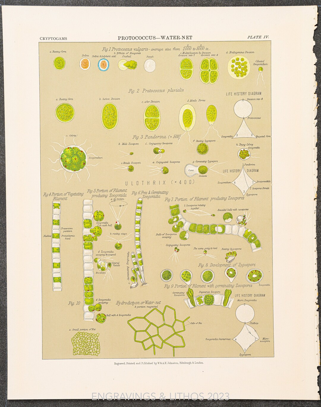 Protococcus - Water Net - Original Print Out of the Botanical Atlas by ...