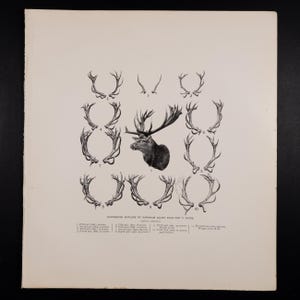 Successive antlers of Warnham court stag for 11 years / &quot;The Mammals of Great Britain and Ireland&quot; by J.G. Millais / Big print 13.5x12 in!
